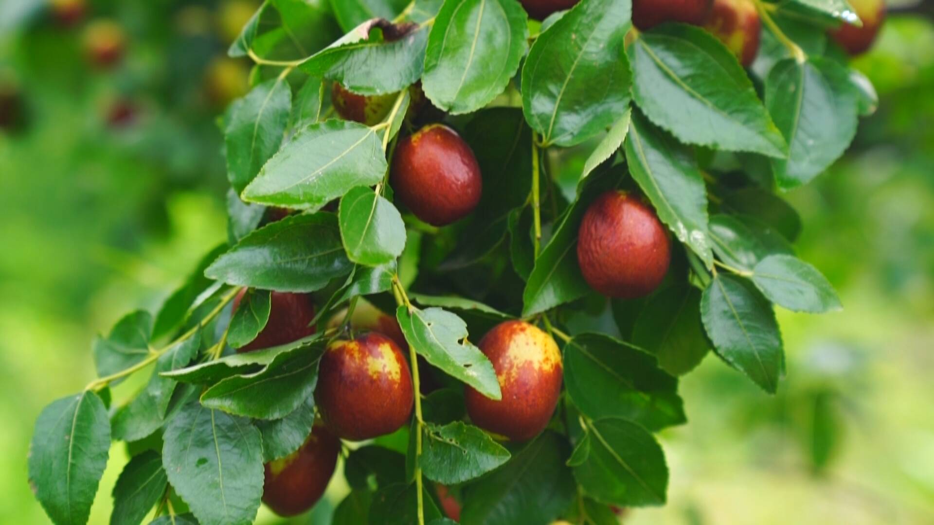 茌平区肖家庄镇大枣熟了枣红网更红