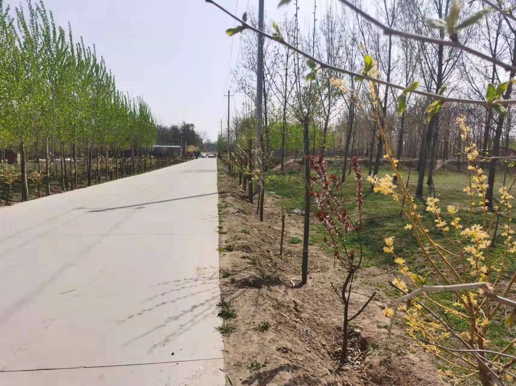 最是一年春好处环境整治不停步莘县魏庄镇开展人居环境整治大比武