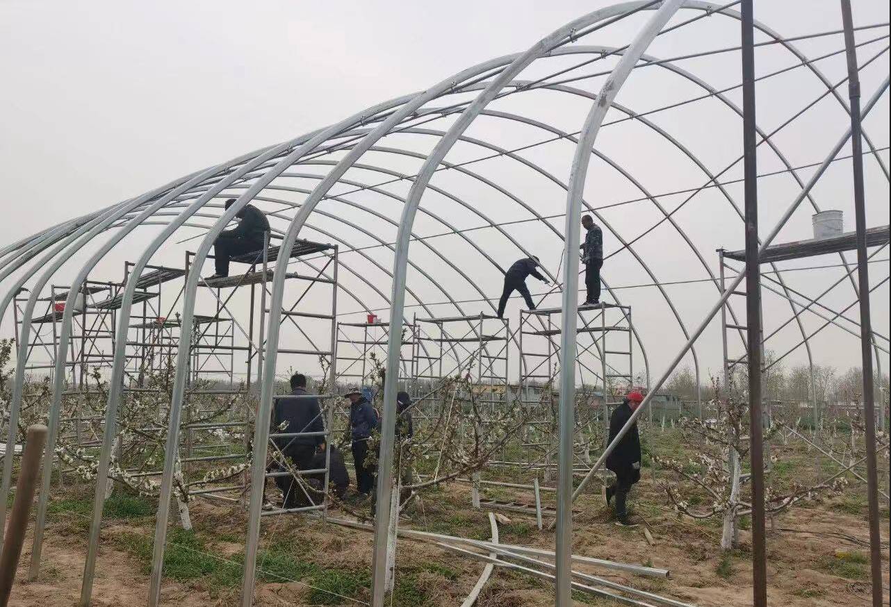 发动广大群众积极入社,"抱团经营"的发展模式,发展13个樱桃冬暖式大棚