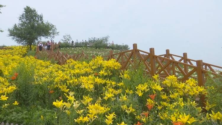 新泰市羊流镇泰山·百合和园里20多个品种的百合花也迎来最佳观赏期