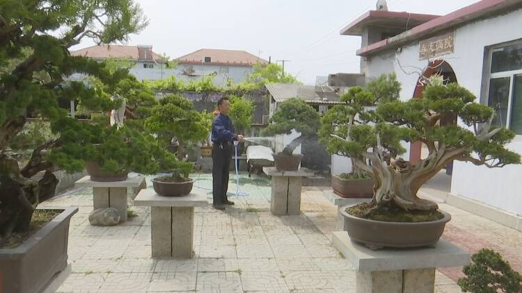 新泰盆景大师图片