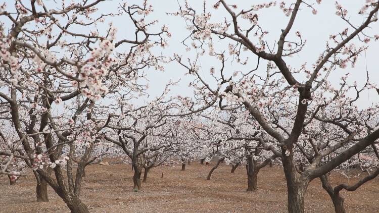 1100亩杏梅花盛开新泰龙廷赏花季掌平洼杏梅花节开幕