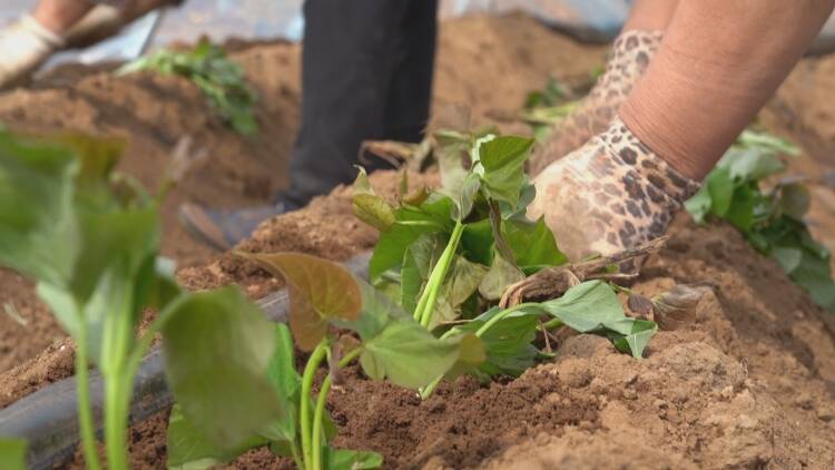 新泰市翟镇栽下红薯苗种出新希望