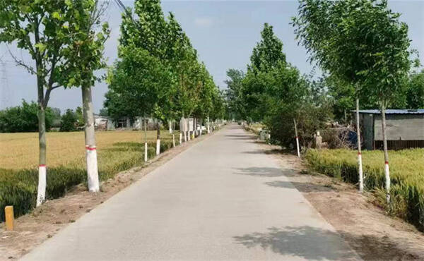 阳谷县大布乡提升人居环境开创美丽宜居乡村