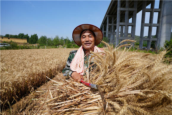 割麦子图片朋友圈图片