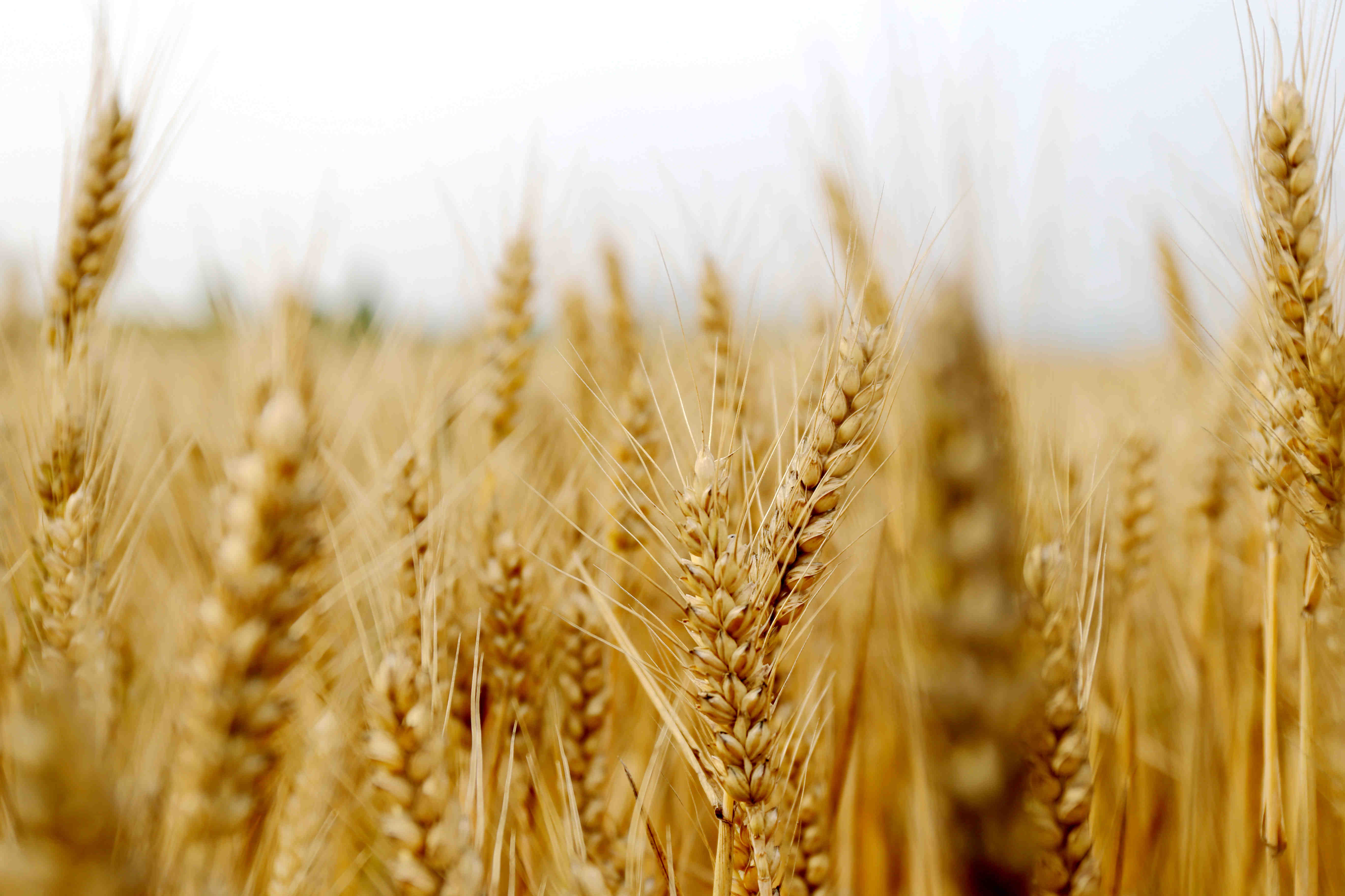 后村镇麦浪滚滚丰收在望