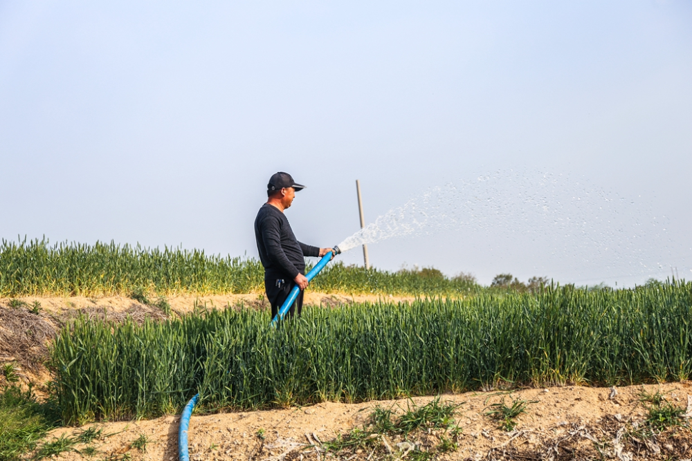 "以前农田浇灌都要用喷灌机从水库抽水,费时费力不说,小麦产量也上不