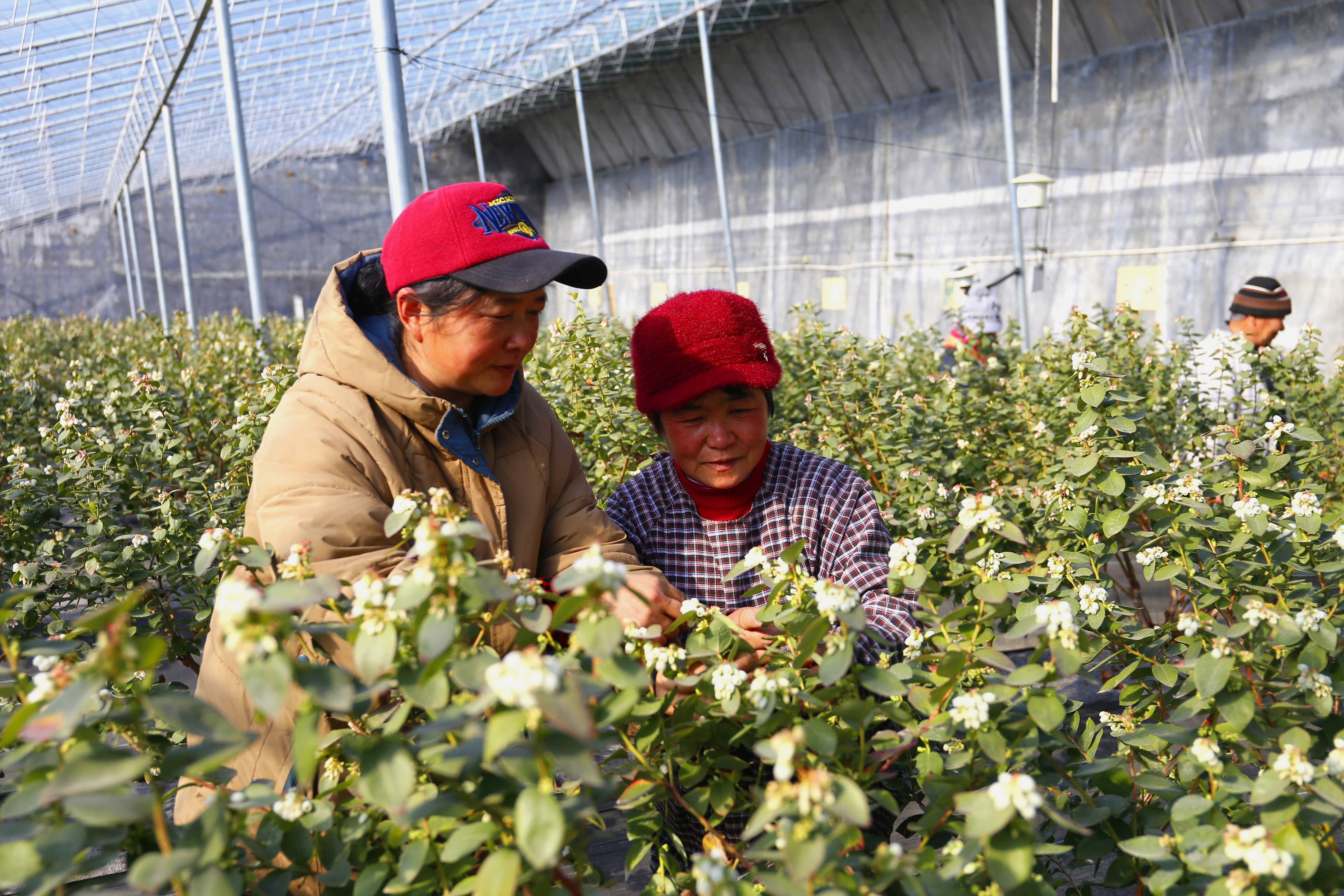 蓝莓花儿盛开正旺,勤劳的蜜蜂"嗡嗡"地忙着给花授粉