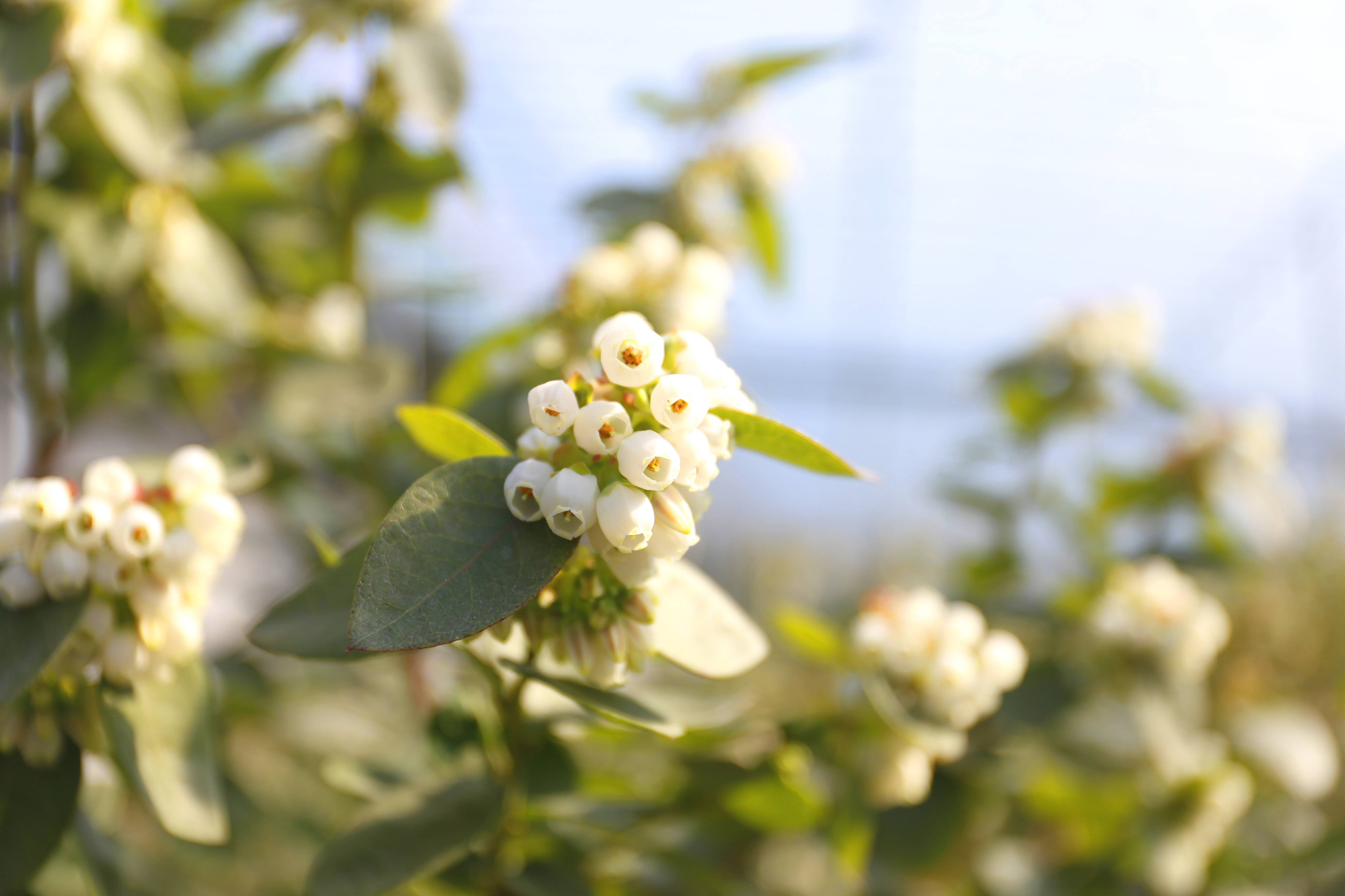 隆冬时节蓝莓花开