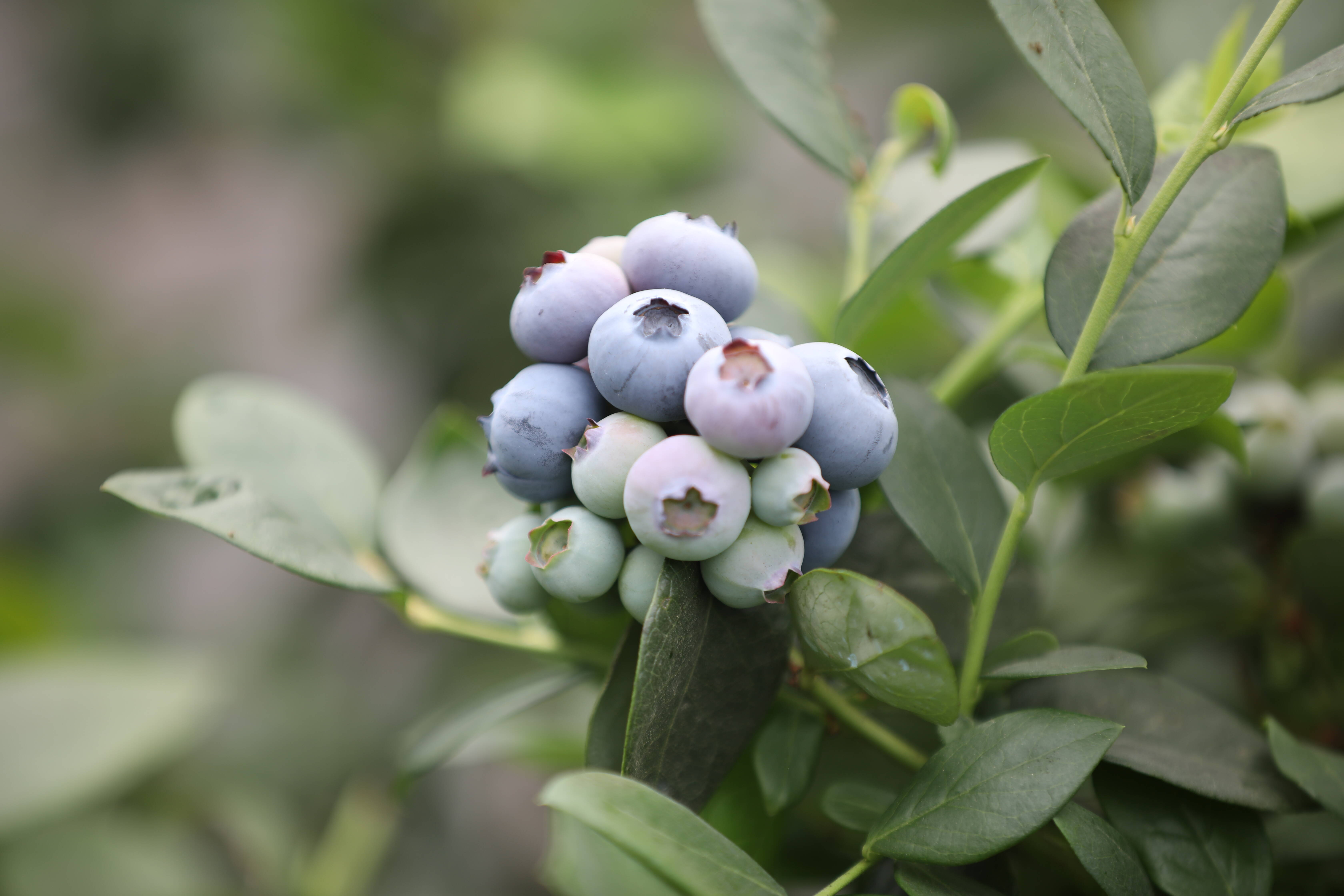 大棚"科技味"十足,采用智慧化管理,每株蓝莓树下都搭配着智能化的滴灌