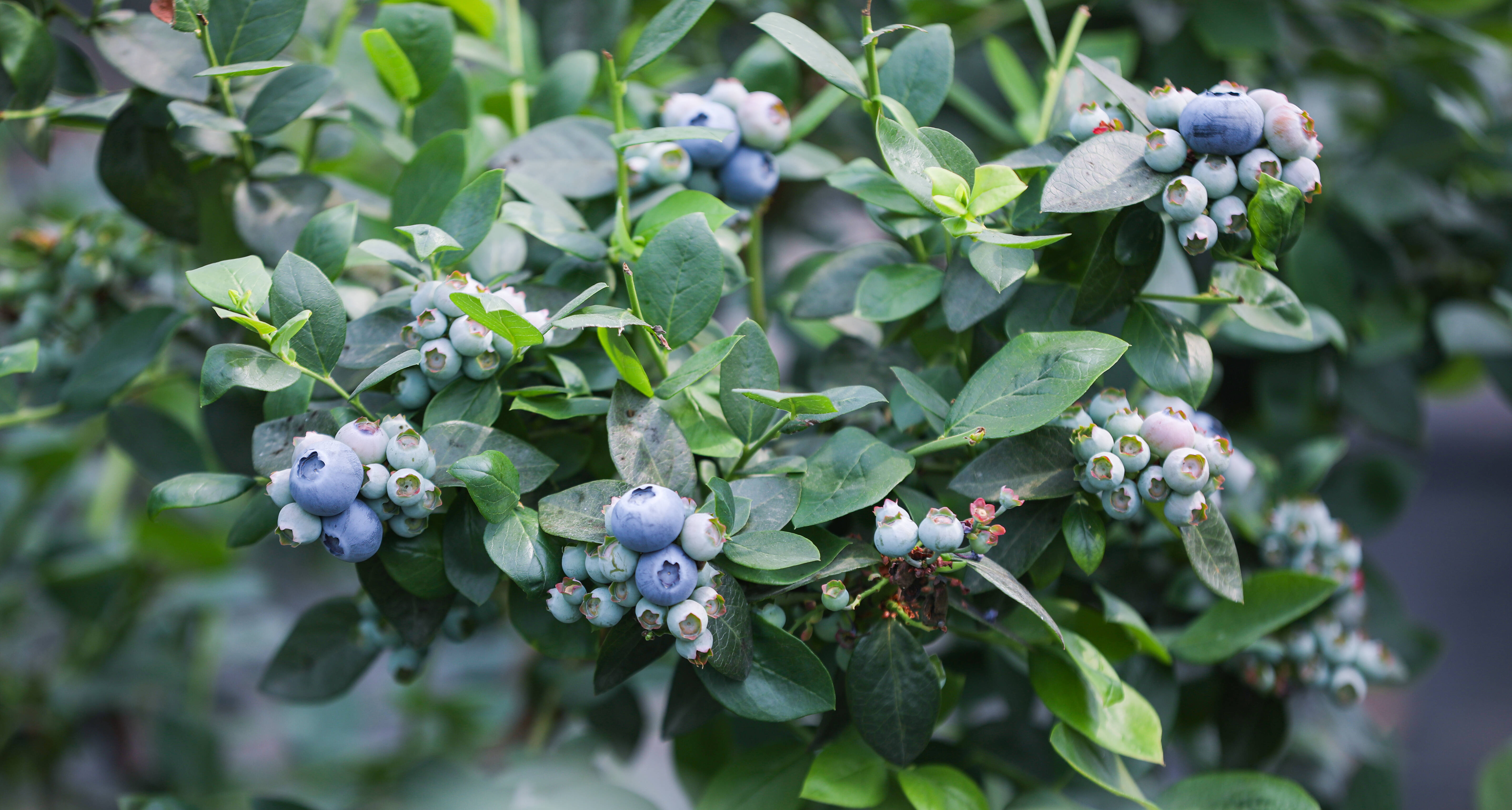 日照市东港区:美味"蓝"不住 蓝莓迎来采摘期