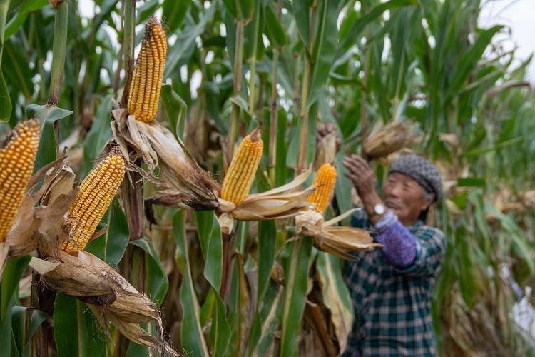雨水暂无歇意，新一轮接续！山东秋粮收获已过半，专家支招秋收秋种