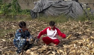 国庆节回家掰玉米的小伙，为什么火？