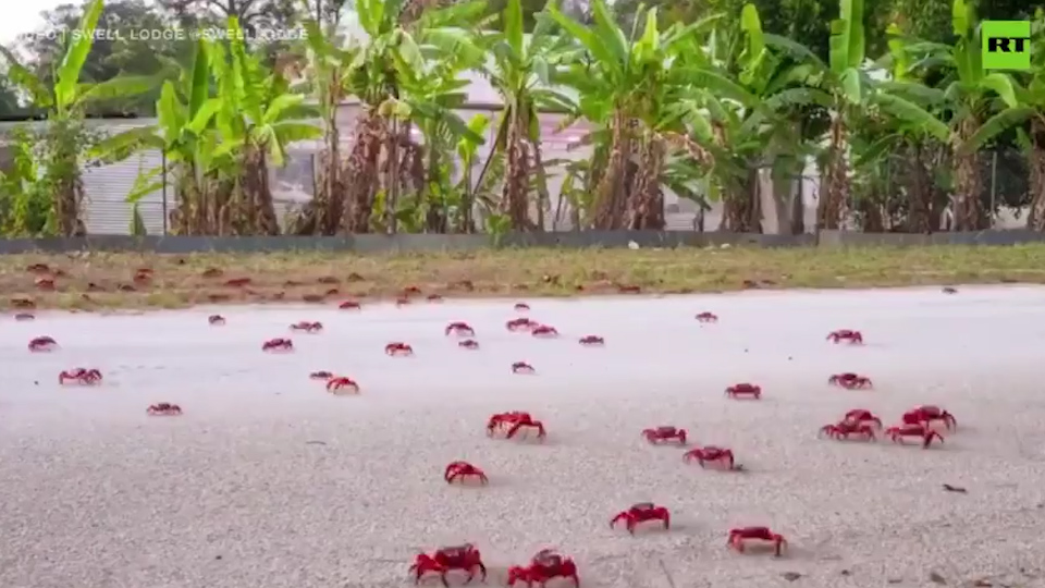 密集恐惧慎入！上千万红蟹迁徙遍布路面 网友：能吃吗？