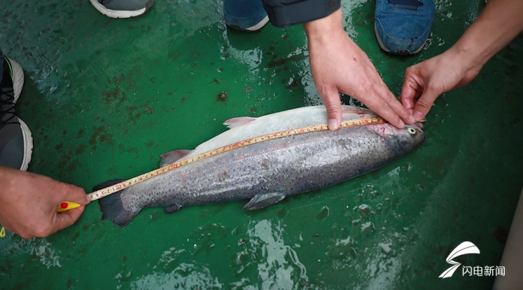 42秒丨黃海冷水團海域三文魚養殖順利驗收春節前後即可商業性收穫