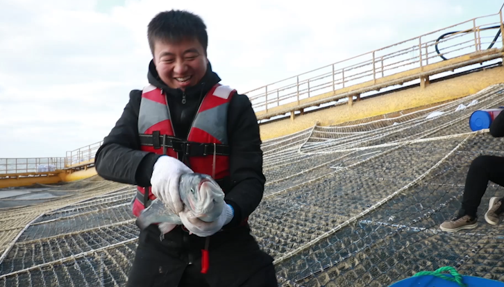 42秒丨黄海冷水团海域三文鱼养殖顺利验收 春节前后即可商业性收获
