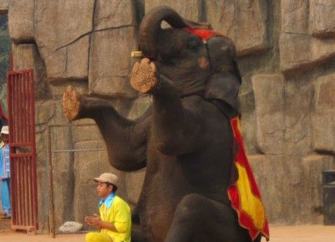 長沙生態動物園大象踩死馴養員！官方：涉事大象重2噸，疑為發情已被隔離