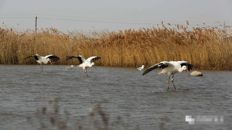 珍奇鸟类齐聚黄河口过冬 这些国家级保护动物你见过吗？