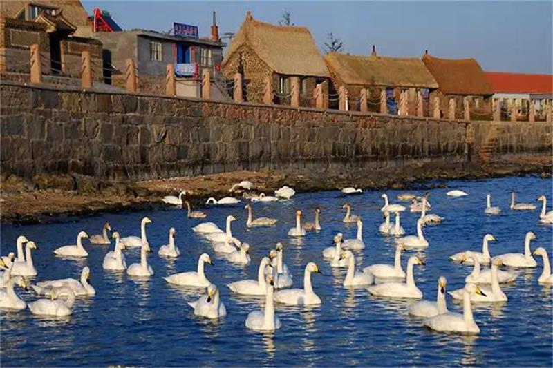 威海荣成:守着天鹅开渔家乐 日子越过越红火