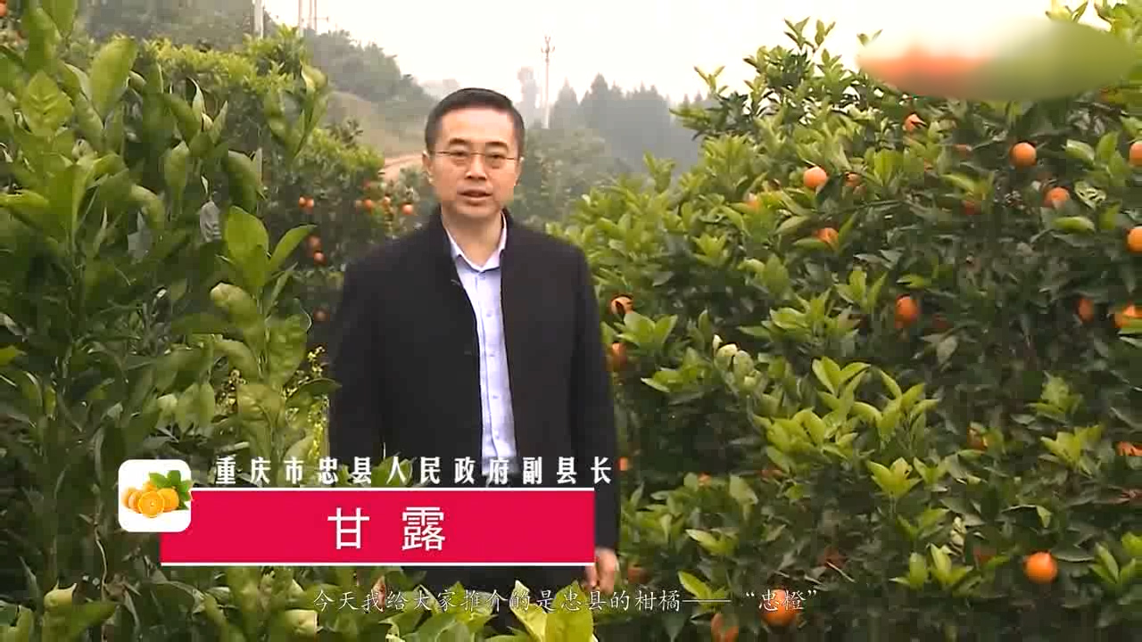 这就是山东丨山东老乡忠县副县长甘露安利忠橙你还不来买吗