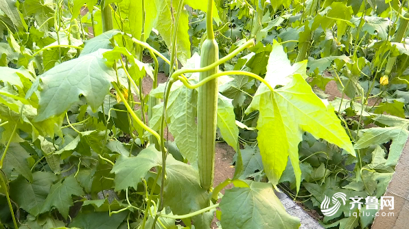 桑树苗种植技术