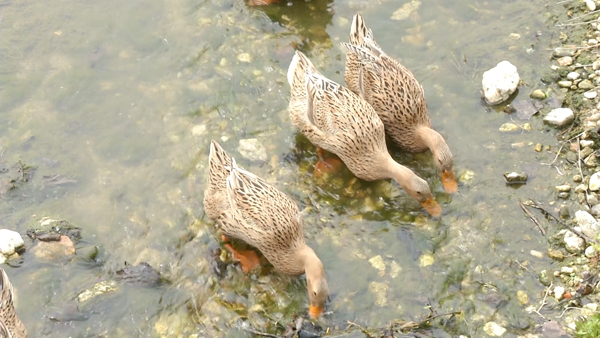 鸭子寿命有五六年,会一直
