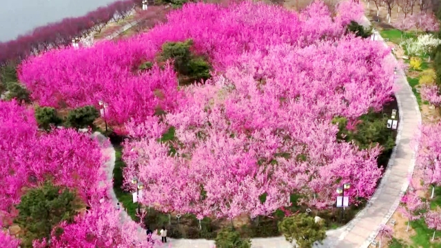 泰安凤凰河公园樱花图片