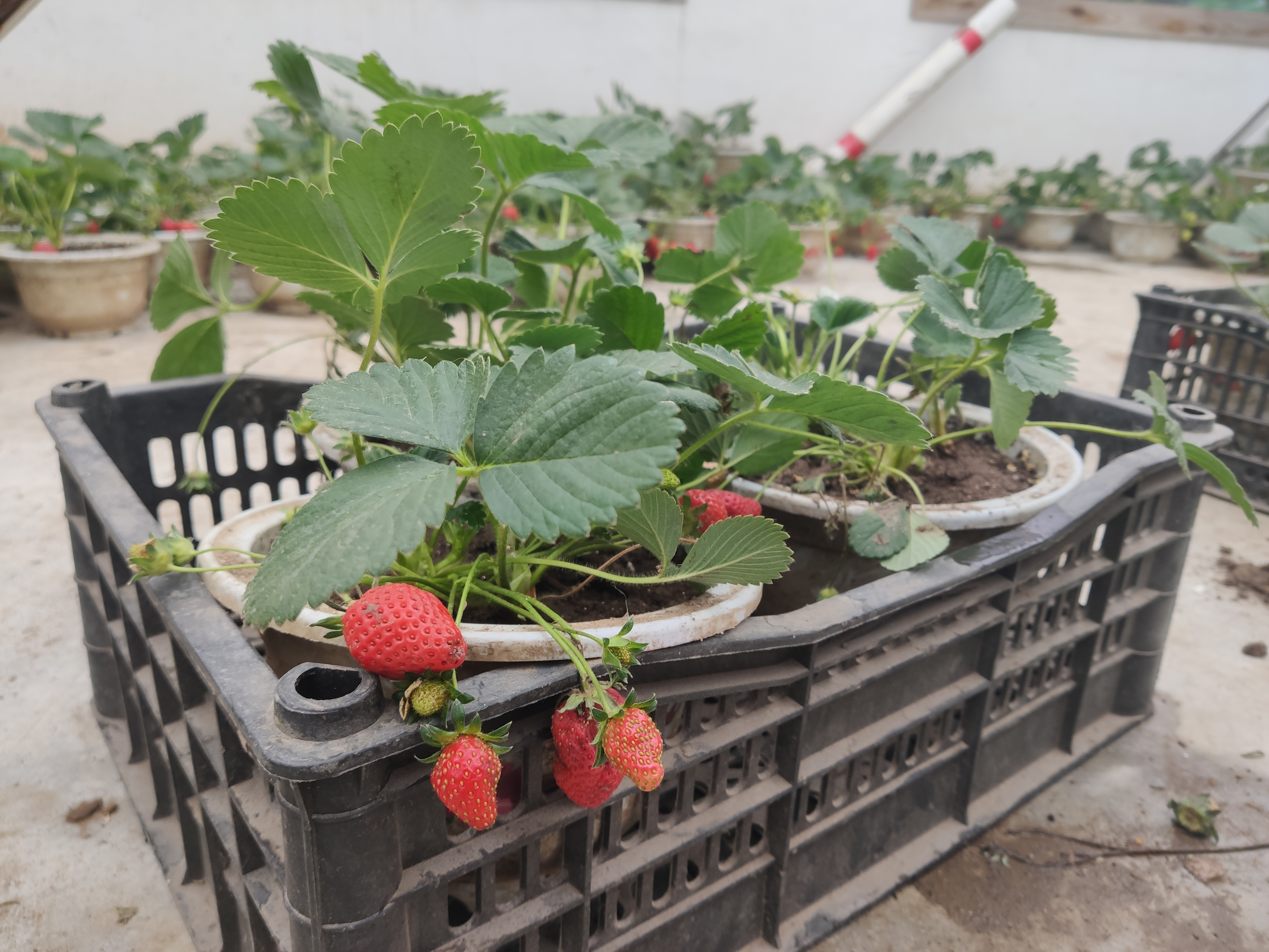 草莓种在花盆里枣庄市中区别样草莓盆景受追捧