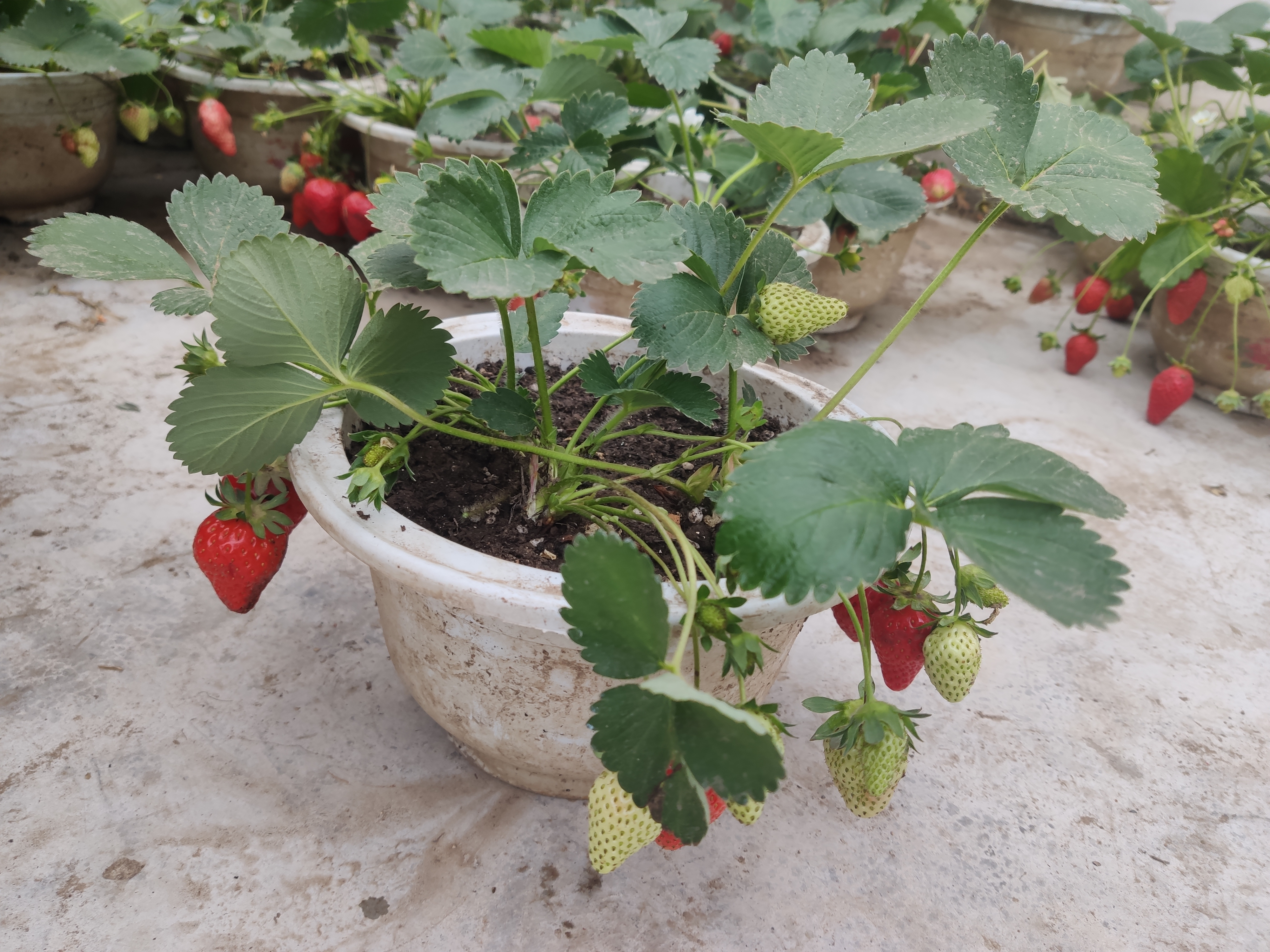 草莓种在花盆里枣庄市中区别样草莓盆景受追捧