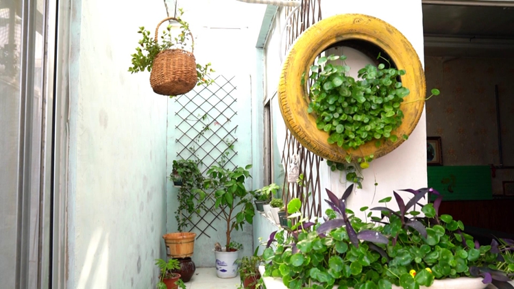 聊城这位大姐把自家庭院变成百花园