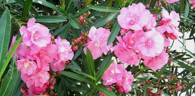 五,夹竹桃