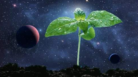 一粒种子的太空"蝶变"!揭秘山东籍种子与"航天"的不解之缘