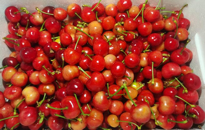 泰安天宝镇的樱桃红了!镇长直播带货一小时成交一千多单