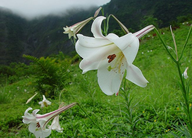 夜讀|心田上的百合花