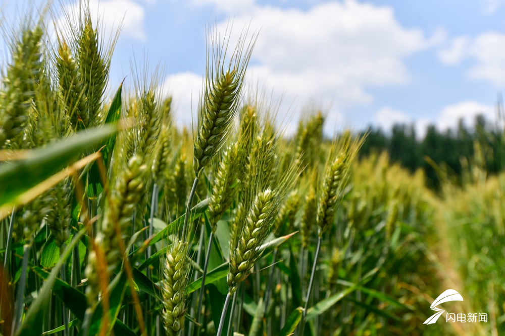 丰收在望镜头下麦穗与飞机同框让人充满无限想象