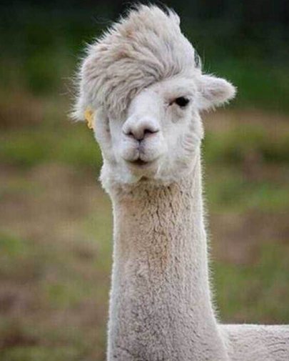 羊驼抗体可灭新冠病毒?山西两千羊驼"待命",网友:快向我吐口水