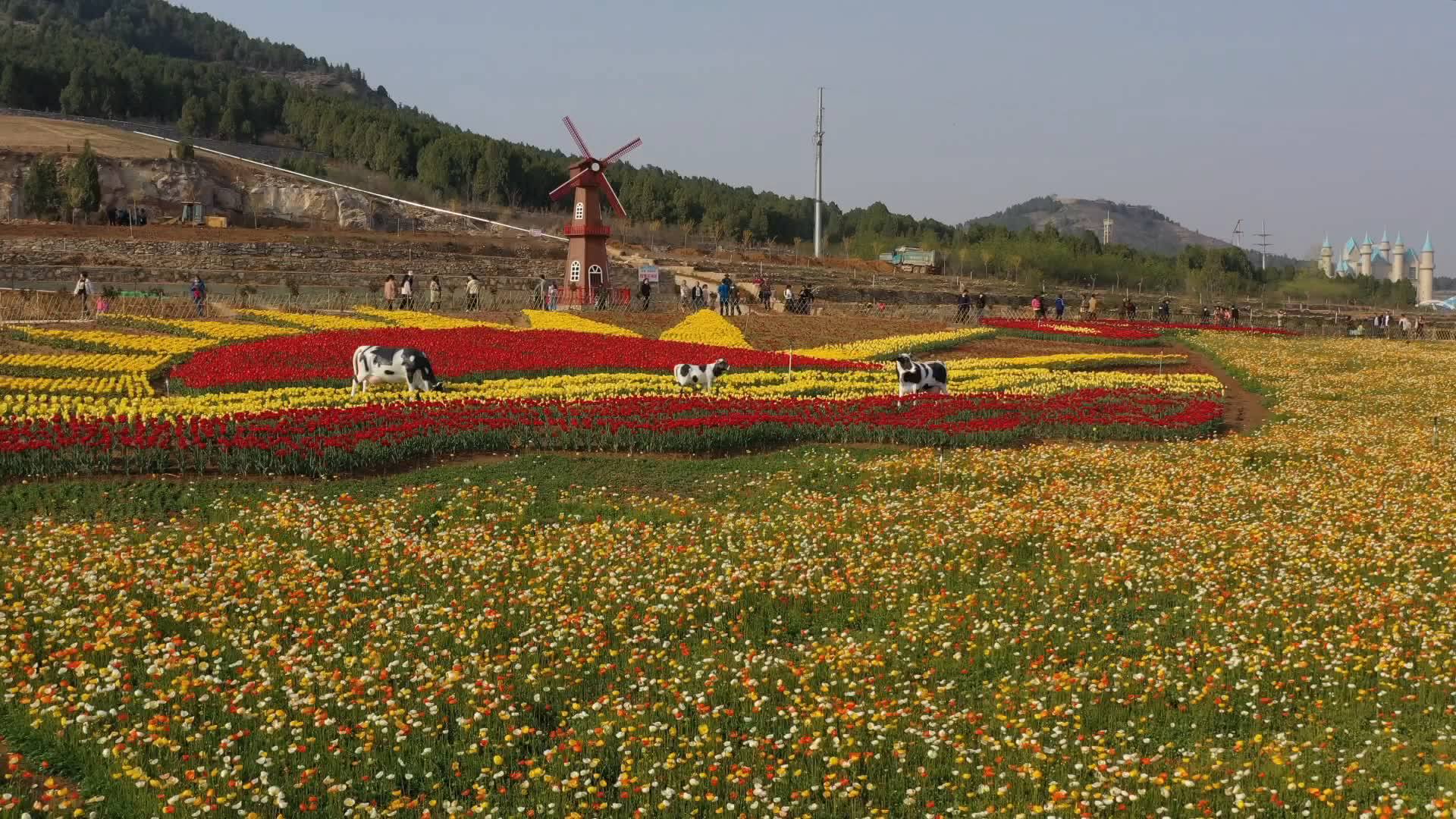 东方玫瑰花乡景区图片