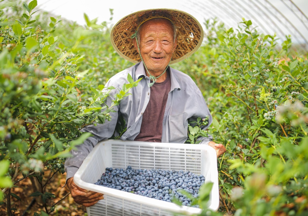 蓝莓种植(蓝莓种植时间和方法)