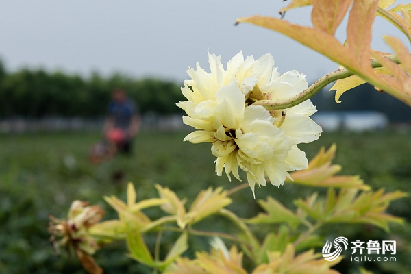 花姿海代运营,花姿海电商