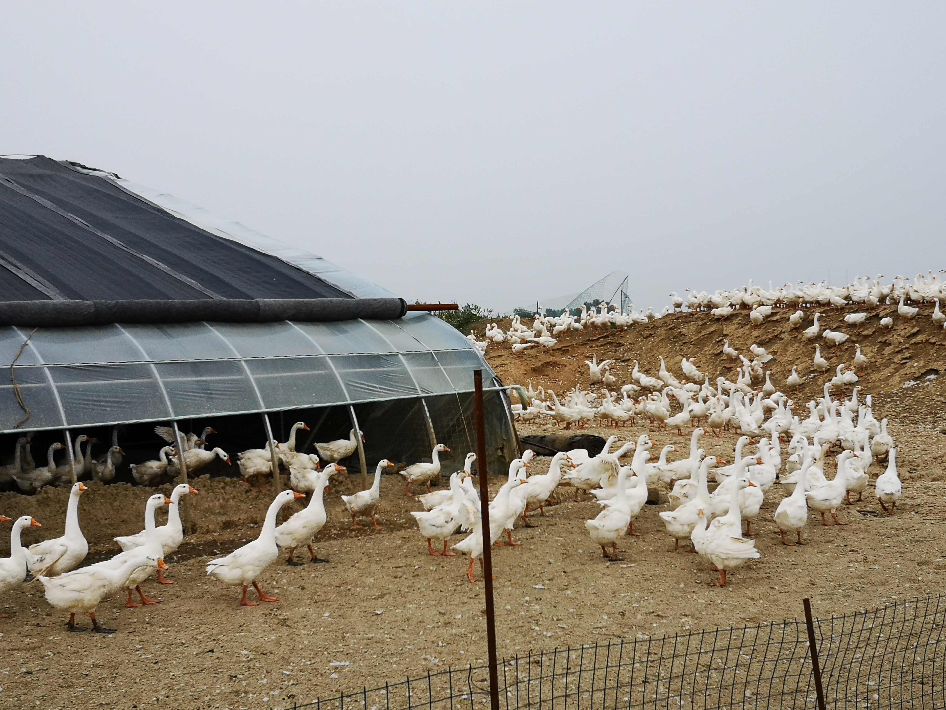 济宁民生狄家村党支部书记兼项目技术管理人员狄宣曾介绍:"这个养鹅