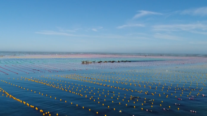 48秒丨从"天马行空"到科技兴海 威海长青国家级海洋牧场示范区这样向