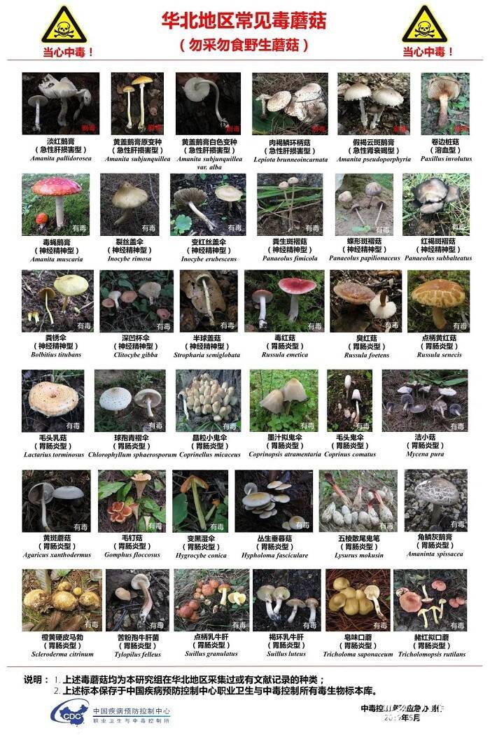 《【万和城娱乐网站】毒蘑菇又惹祸！2019年全国22起因蘑菇中毒死亡 采食野蘑菇有经验者也常中招》