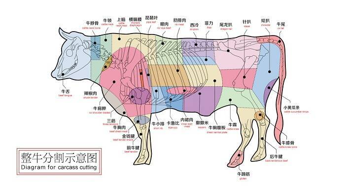 牛的器官大全图解图片