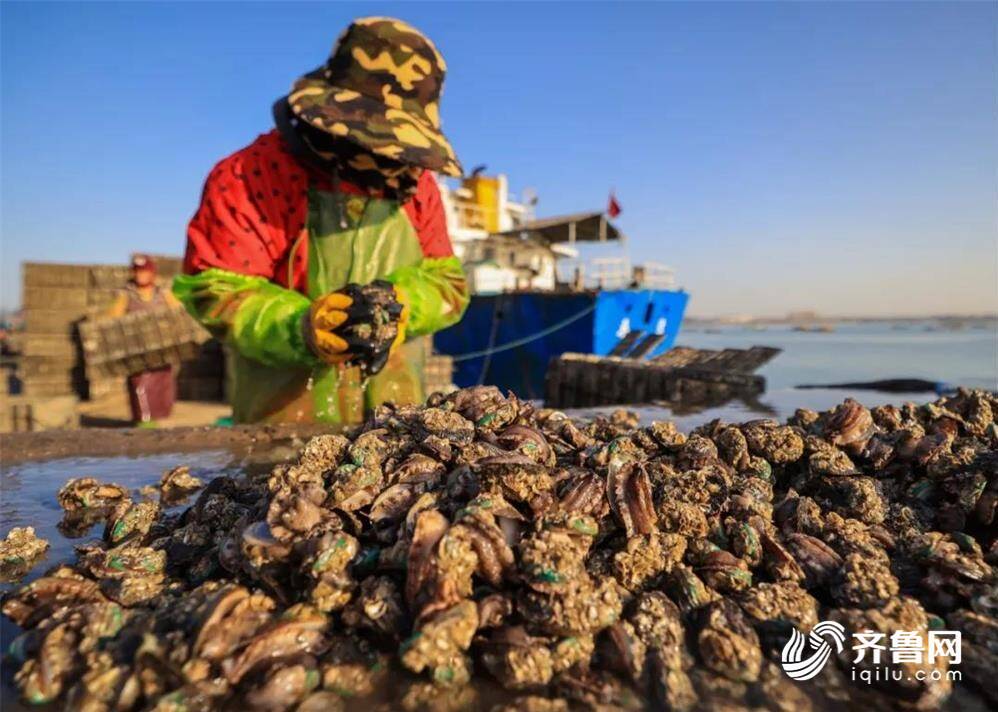 组图丨威海荣成3000多万头鲍鱼要南下"越冬" 码头渔民分装忙