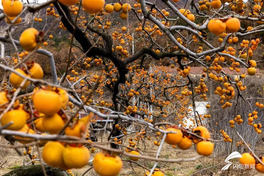 组图丨愿你柿柿如意威海北上夼村的百年金柿园让人迷了眼醉了心