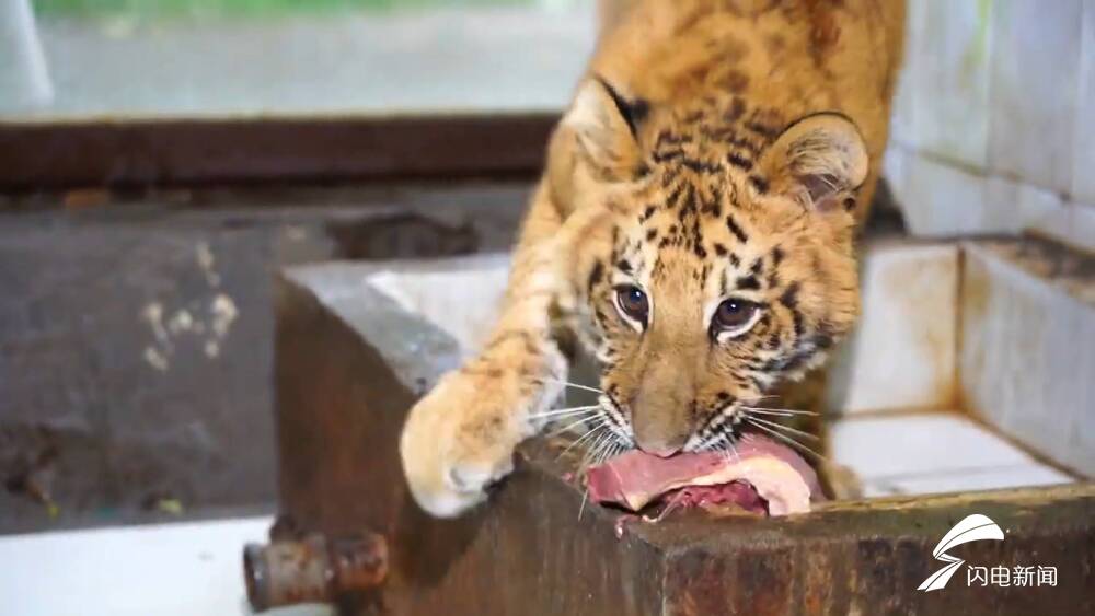 68秒全球唯一狮虎兽荆荆确认性别是一只萌萌的虎妞