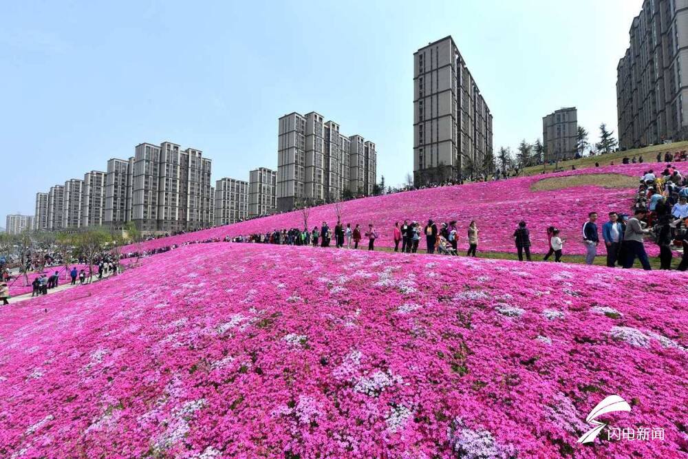 粉紅色的花海如給大地披上了豔麗的衣裳,很快吸引了市民拍照上傳網絡