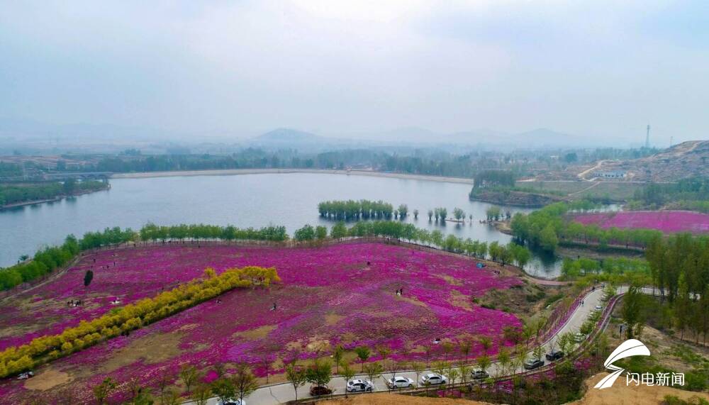 飞吧山东丨新泰新甫山300余亩芝樱花海醉游人