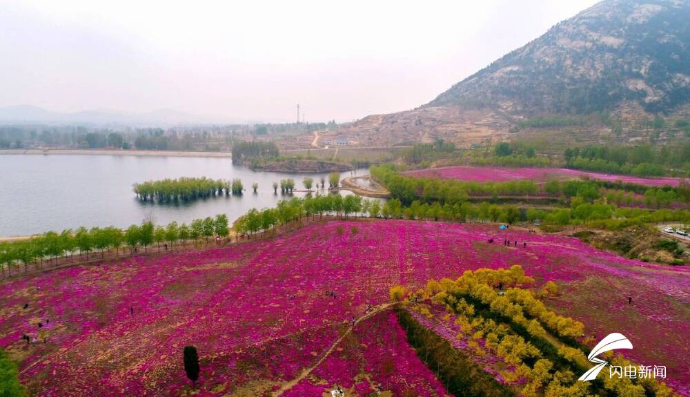 飞吧山东丨新泰新甫山300余亩芝樱花海醉游人