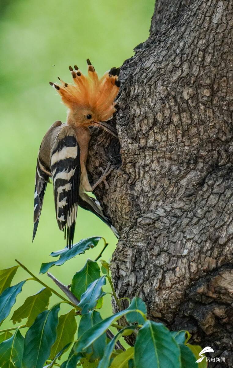 山东临朐戴胜鸟育雏季幼鸟探头感触外面的世界